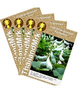 Thai Lablab purpureus Fabaceae 4 Bulk ThailandMrk - $8.26 CAD