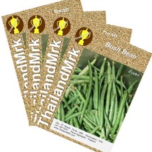 Thai Bush Bean Phaseolus vulgaris Fabaceae 4 Bulk ThailandMrk - $6.00