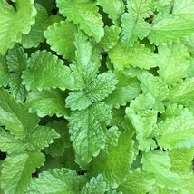 Fresh Lemon Balm Seeds 300+ Perrenial Mosquito Insect Repellent  - $4.00