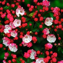 Elf Dwarf Mountain Laurel - Kalmia - Very Hardy - 4&quot; Pot - €36,72 EUR