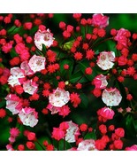 Elf Dwarf Mountain Laurel - Kalmia - Very Hardy - 4&quot; Pot - $41.99
