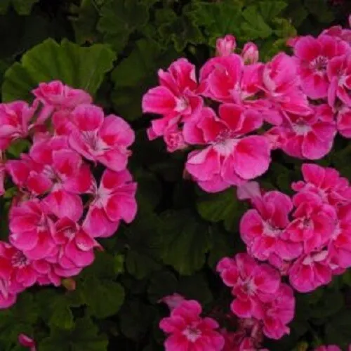 Fresh 10 Bright Pink Geranium Seeds Hanging Basket Perennial Flowerd Flowe - £7.65 GBP