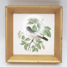 Céramique Tuiles Trépied Baltimore Oriole Oiseau Botanica Carré Suspendu Encadré - £39.14 GBP