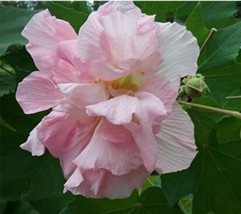 20PCS Hibiscus mutabilis Seeds Light Pink Double Flowers - $8.99