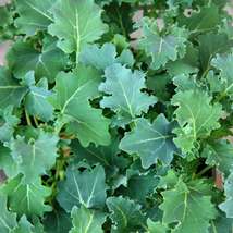 2,000 Portuguese Kale Seeds - Couve Tronchuda, Tender &amp; Sweet, High Yield - $14.19