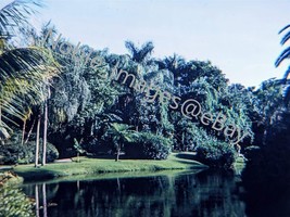 1968 Jungle Gardens Sarasota Kodachrome 35mm Slide - £4.28 GBP