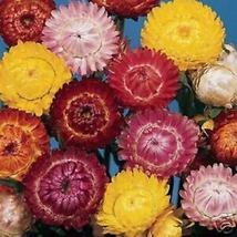 Free Shipping 300 Seeds Tom Thumb Mix Strawflower NON-GMO - £11.18 GBP