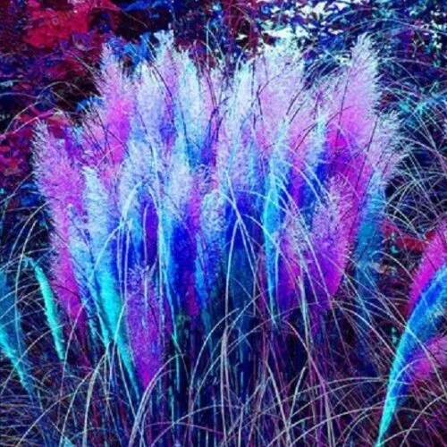 200 Pampas Grass Seeds Blue Pink Mix Perennial Fresh Garden - £9.39 GBP