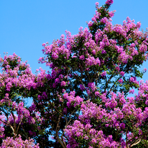 Crape Myrtle 100 PCS Seeds - $11.54