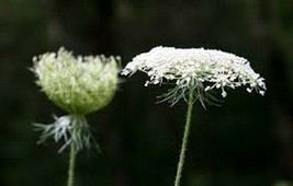 500 Pcs Queen Anne&#39;s Lace Flower Seeds #MNSS - £11.98 GBP