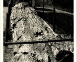 Queen of the Forest Petrified Forest Park California CA UNP B&amp;W WB Postc... - £3.84 GBP