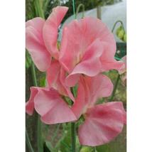 50+ Susan Burgess Sweet Pea Seeds | Fragrant Heirloom Climbing Flowers - $16.50
