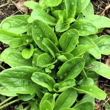 USA SELLER Dutch Corn Salad Mache Or LambS Lettuce Spinach Fall Free Shipping - $11.95