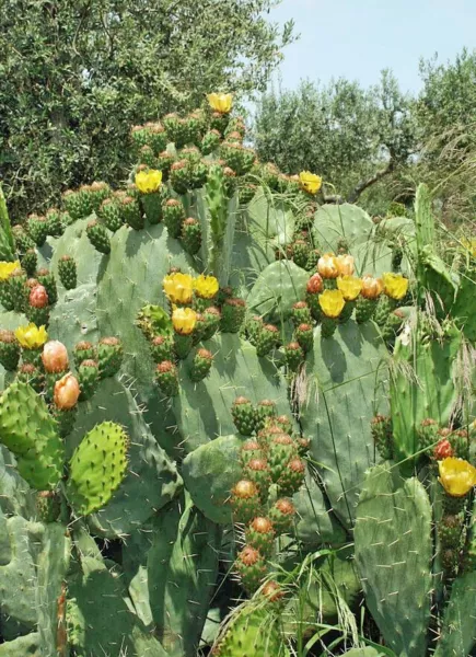 US Seller Opuntia Ficus Indica Cactus Pear Prickly Pear Cactus 10 Seeds - £15.29 GBP
