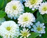 Zinnia Polar Bear Flower Seeds Nongmo Fresh Harvest Fast Shipping - $8.99