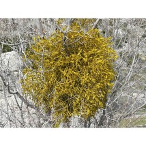Pure Herbs: Mistletoe (Golden Bough) - 1 oz. (Natural Herbal Extracts) image 3