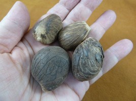 (tn-2) 4 small natural Tagua Nut whole nuts for craft Carving Dried plai... - £12.64 GBP