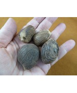 (tn-2) 4 small natural Tagua Nut whole nuts for craft Carving Dried plai... - $21.71 CAD