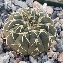 Cacti Gymnocalycium stellatum asterium cactus Succulent real live plant - £29.39 GBP