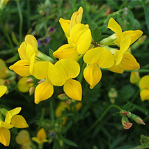 Birds Foot Trefoil Seeds Crow&#39;S Toes Heirloom Ground Cover Seeds 500Ct 256 Garde - £6.37 GBP