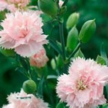 Lovely Carnation Dianthus Caryophyllus Lafrance 50 Seeds Fresh Seeds - $9.00