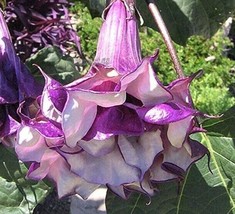 Grow In US 20_Seeds Datura metel Triple Purple - £18.88 GBP