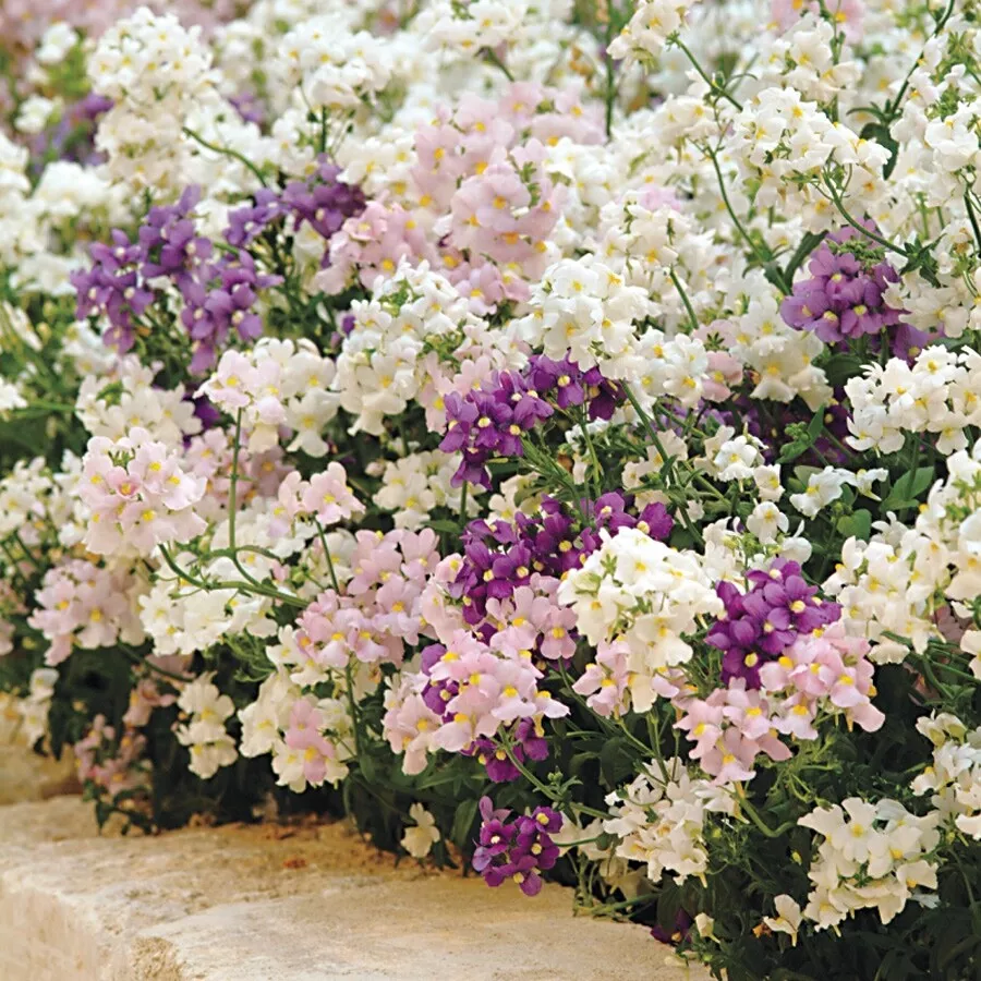 250. Seeds Nemesia Poetry Perennial Mix  fresh 2024 organic (Cape Snapdr... - $8.98