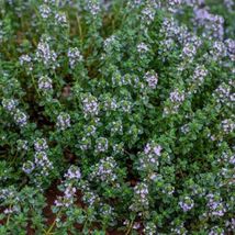 500 Seeds Thyme GERMAN/WINTER Purple Garden Herb Fragrant Edible Heirloom NonGMo - £8.77 GBP