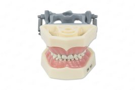 Dental Educational Pediatric Model with Removable Teeth - £31.28 GBP