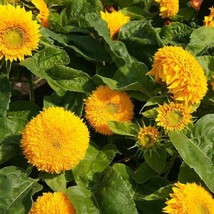 100 Seeds Of Sunflower Sungold Fuzzy Double Dwarf 23 Pollinators Love Grow Easy - £9.07 GBP
