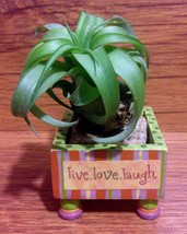Tilla Critters Lovely Lucy One of a Kind Air Plant Creations from Chili ... - $18.00