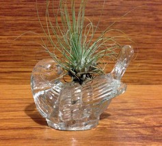 Tilla Critters Robin&#39;s Nest One of a Kind Air Plant Creations from Chili... - $14.00