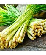 BRN West Indian Lemongrass Seeds Citronella Lemon Grass Mosquito Repellent U - $12.76