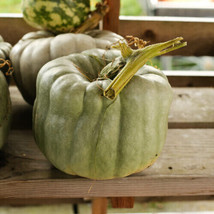 25 Seeds Queensland Blue Pumpkin for Garden Planting  - $8.88