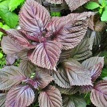 Red Shiso Culinary &amp; Herbs Seeds Perilla Container Vegetable Gmofree Gardening F - $12.31