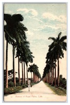 Avenue of Royal Palms Havana Cuba DB Postcard O16 - £1.52 GBP