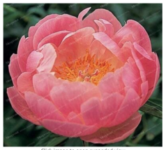 10 Seeds Peony Flower Bonsai Fresh Seeds for Planting - £9.25 GBP