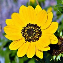 10 Seeds Beach Sunflower Helianthus Debilis  - £15.54 GBP