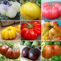 Tomato Mixed Giant Vegetable Seeds 100 Seeds White Red Yellow Pink Rainbow Black - £9.93 GBP