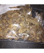 New Fresh Seeds Suminagashi Japanese Maple Tree Seeds Acer Palmatum Sumi... - €14,54 EUR