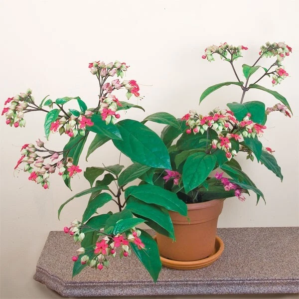 15+ seeds Bleeding Heart Vine   house plant-  garden- flowers - $6.94
