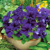 Petunia- Grandiflora- Blue- 25 Seeds Tera Store - £4.77 GBP