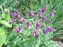 50 Purple Columbine Seeds Aquilegia New Fresh Garden - $9.30