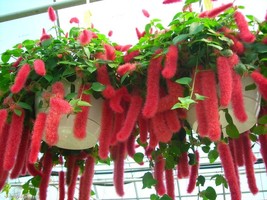 PATB SUMMER LOVE Acalypha Pendula CHENILLE SMALL STARTER Plant FIRE TAIL - £21.43 GBP