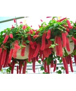 PATB SUMMER LOVE Acalypha Pendula CHENILLE SMALL STARTER Plant FIRE TAIL - £21.53 GBP