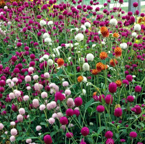 Globe Amaranth Mixed Color Flower Fresh Seeds - £9.00 GBP