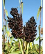 Black African Sorghum - Sugar Sorghum - 100+ seeds - Sh 022 - £2.33 GBP