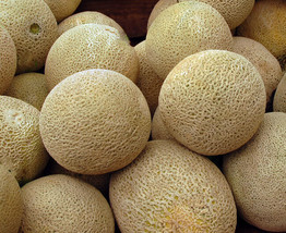 Honey Rock Cantaloupe Seeds 50 Melon Fruit Fresh Garden - $3.98