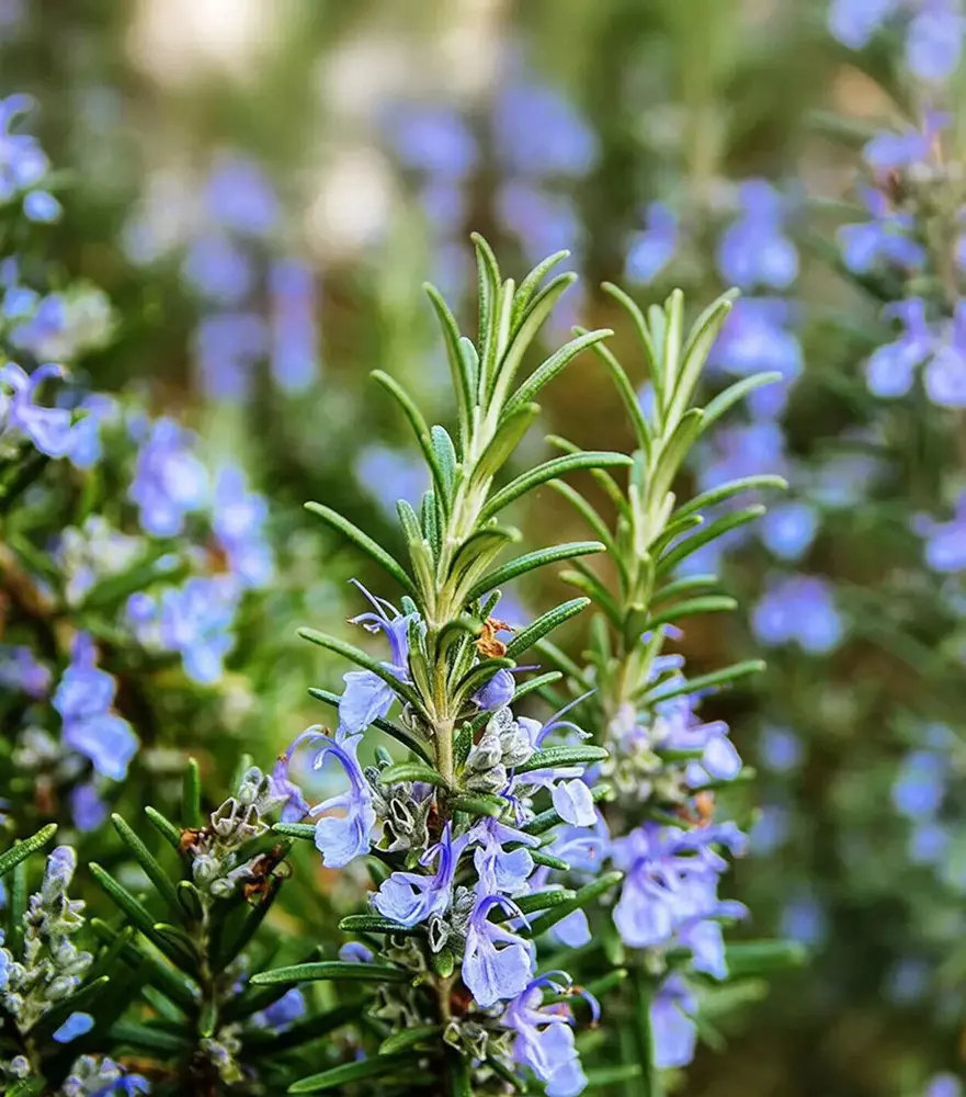 25++ Rosemary seeds Culinary Perennial Garden Container Herb - $3.14
