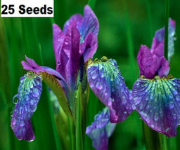 25 Iris Flower Purple Green Blue Seeds Garden Plants - £10.99 GBP